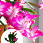 Шлюмбергера "Pink" (Декабрист, рождественник, зигокактус)