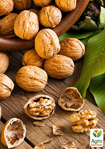 Волоський горіх "Ідеал" (ранній термін дозрівання) - фото 6