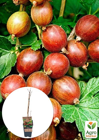 LMTD Крыжовник "Captivator" (сортовой, укорененный) высота 50-70см