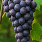 Виноград "Аюта" (надранній термін дозрівання, великий солодкий мускат)