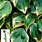 LMTD Плющ "Dentata Variegata" (висота 60-70см)