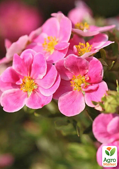 Перстач чагарниковий 2-х літній "Pink Paradise", С1.55
