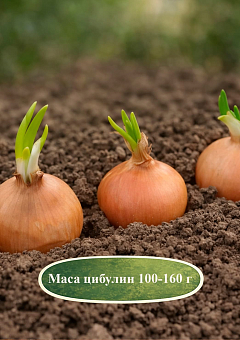 Ексклюзив! Голландська цибуля-сівок 0,5 кг (арбажейка) середньорання, жовта «Yellow Granex (Єллоу Гранекс)»10