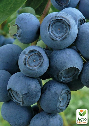 Голубика 3-х летняя "Патриот" (Patriot) С3 высота 60-80см - фото 6