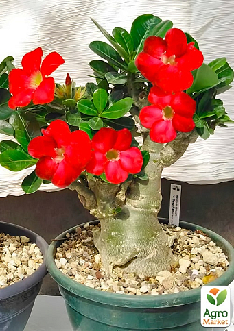 LMTD Аденіум 3-х річний "Obesum Red" висота рослини 30-40см - фото 3