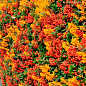 Пираканта (живая изгородь) "Orange Charmer" 
