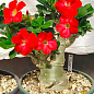 LMTD Аденіум 3-х річний "Obesum Red" висота рослини 30-40см цена
