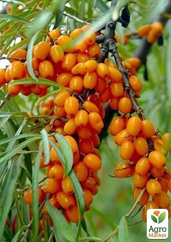 Облепиха "Медовая" (мальчик+девочка) комплект 2шт (средний срок созревания)