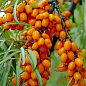 Облепиха "Медовая" (мальчик+девочка) комплект 2шт (средний срок созревания)