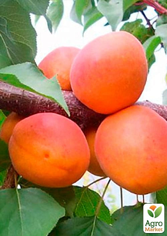 Абрикос "Фарбелі" (літній сорт, пізній термін дозрівання) - фото 4