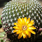 Кактус "Cactus mini" дм 3 см вис. 7 см (6 шт)