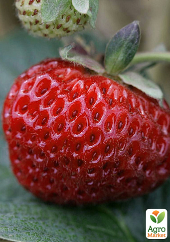 Гібрид полуниці і малини "Міце Шиндлер" (Frau Mieze Schindller)