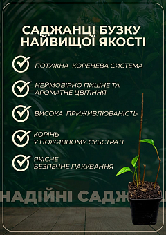 Сирень  в контейнере "Анабель" 5