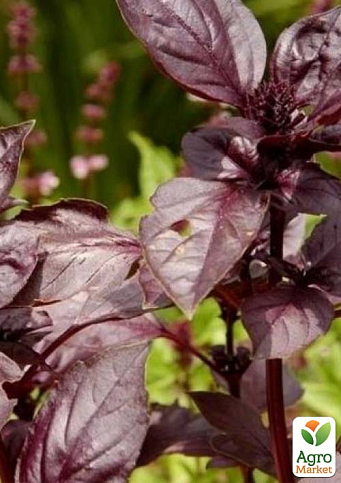 Базилік кущовий "Ред Рубін" (кадкова рослина, високодекоративний кущ) - фото 6