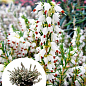 Эрика цветущая 2х-летняя "White Perfection" вазон С2