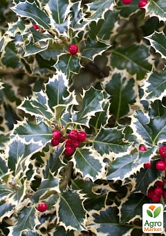 Падуб Остролистный 2-х летний "Argentea Marginata"(С1.5, высота 20-40см)14