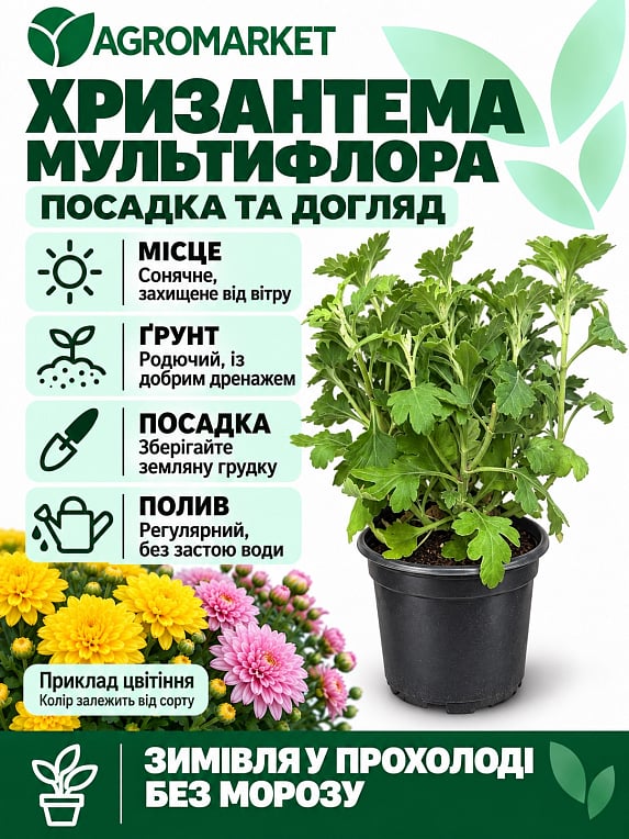 Хризантема мультифлора куляста "Diva Rose"