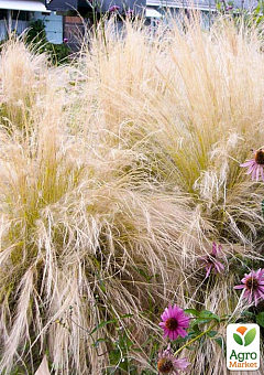 Ковила Пухнаста (Stipa)10