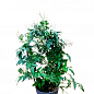 Жасмин кімнатний «Jasminum polyanthumi» купить
