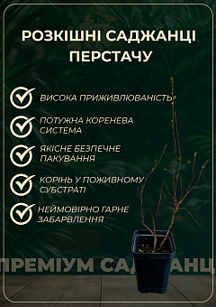 Перстач Чагарниковий "Snowbird"15