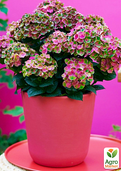 Гортензия крупнолистная 4-х летняя "Magical Amethyst" (60-80см)9