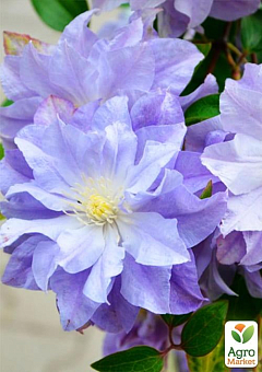 Клематис 3-х летний "Azure Ball" С28