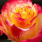 LMTD Троянда 2-х річна "Bonfire" (укорінений саджанець у горщику, висота 25-35см)  купить