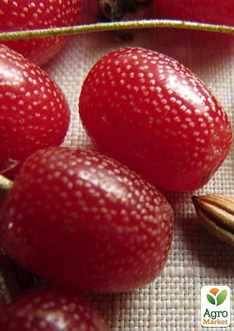 Гуми (серебристолистный) - фото 6