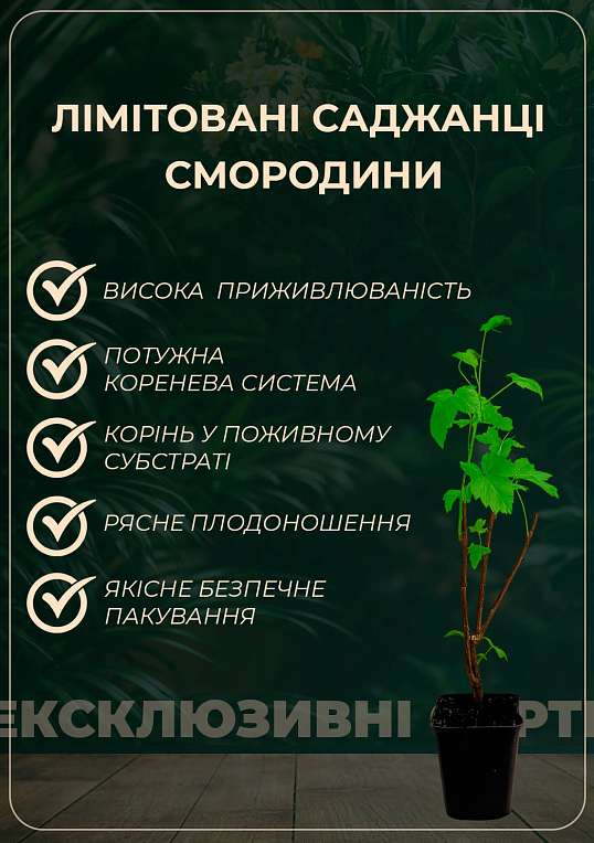 LMTD Смородина "Jonkheer Van Tets" (сортова, укорінена) висота 50-70см