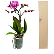 Орхідея Міні (Phalaenopsis) "Tiger"