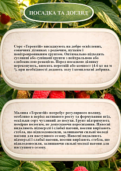 Эксклюзив! Малиновое дерево "Терентий" (один из самых лучших сортов в мире!)11