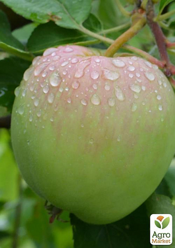 Яблуня "Мантет" - фото 2