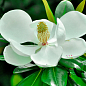 LMTD Магнолія Королівська "Grandiflora" 3-річна (висота 40-50см)