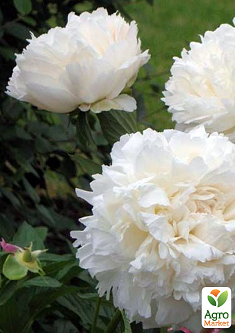 Пион травянистый "Snow Supreme" 1шт в упаковке