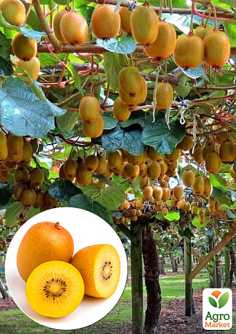 Ківі «Голд» (жовтий ківі, екзотичний солодкий плід з лимонним ароматом)