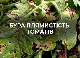 Кладоспоріоз томатів: як розпізнати та лікувати | Agro-market​