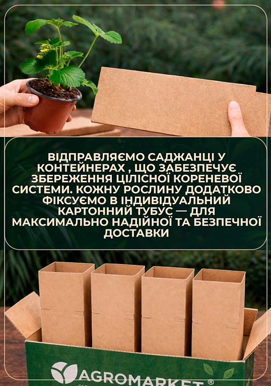 LMTD Клубника ремонтантная махровоцветущая "Cherry Blossom" (горшечное, длительное плодоношение)  - фото 5