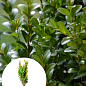 Самшит вічнозелений "Buxus sempervirens" 2-х річний саджанець