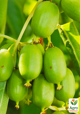 LMTD Актинидия "Issai" (женский сорт, укорененный) - фото 4