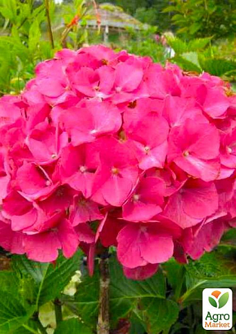 Гортензія крупнолиста темно-малинова "Малинівка" (Rotkehlchen)