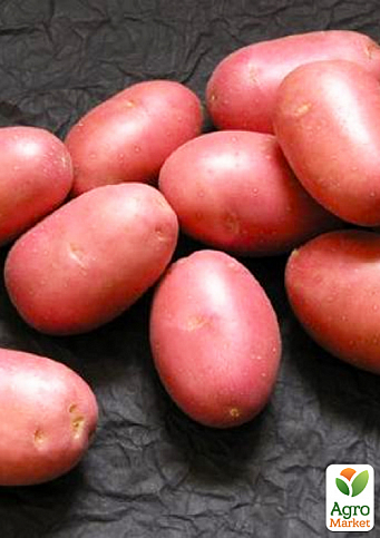 Картофель "Дезире" семенной поздний (1 репродукция) 1 кг