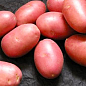 Картофель "Дезире" семенной поздний (1 репродукция) 1 кг