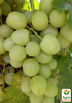 Виноград "Дарья" (ранний, сладкий, крупный виноград)1