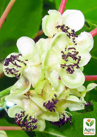 Ексклюзив! Ківі темно-зелений "Банафія" (Banafia) (премільний, морозостійкий сорт) - фото 5