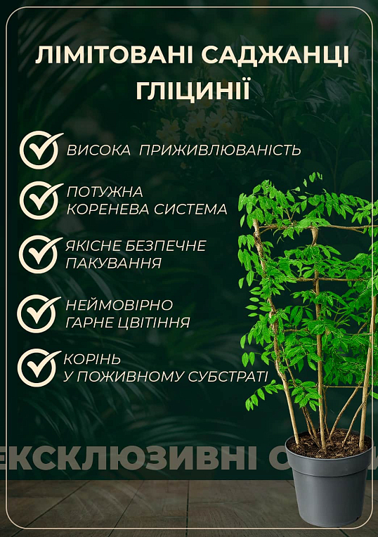 LMTD Вистерия (глициния) "Caroline" 2-х летняя (высота 50-70см) - фото 2