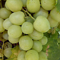 Виноград "Дарья" (ранний, сладкий, крупный виноград)