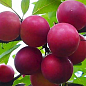 Алыча "Рубиновая" (летний сорт, средний срок созревания)