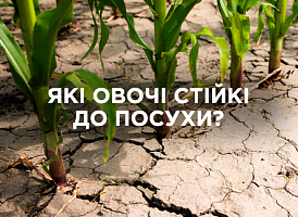 Овочі, що переносять відсутність поливу | Agro-market