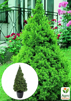 Ель канадская "Conica" (живая елка в горшке, высота 60-80см)1