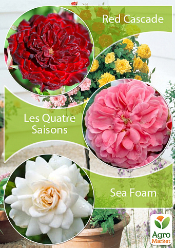 Окулянти Троянди на штамбі Триколор «Les Quatre Saisons + Red Cascade + Sea Foam»